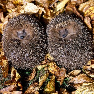 No, not the new season slippers: hibernating hedgehogs tucked up for the season